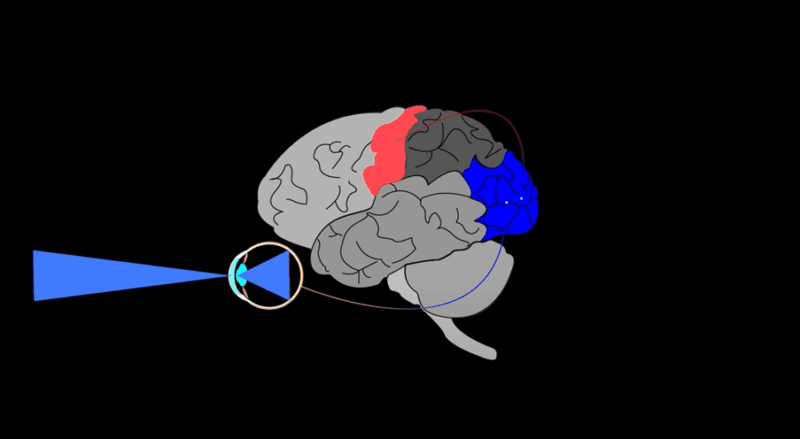 Hands free calls while driving - the effect on your visual processing in your brain